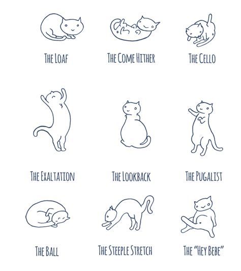 Cat Positions | Happy Capybara