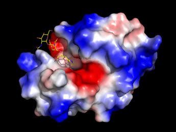 CHEM 440 - Lysozyme