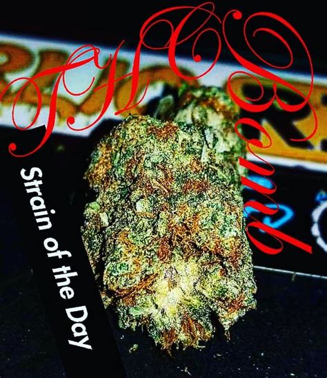 Strain Review: THC Bomb by Bomb Seeds - The Highest Critic