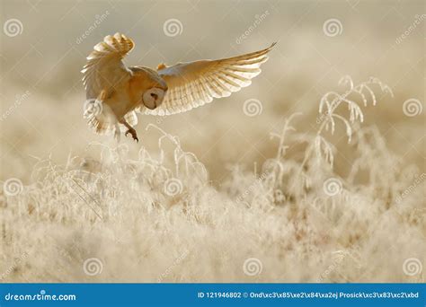 Owl Fly With Open Wings Barn Owl Tyto Alba Flying Above Rime White