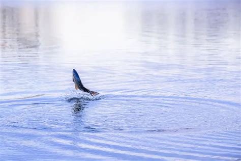 Why Do Mullet Jump Out Of The Water Explained Sorta • Saltwatermecca