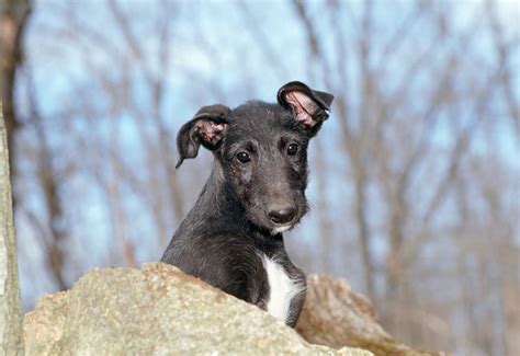 Scottish Animal Stock Photos Kimballstock