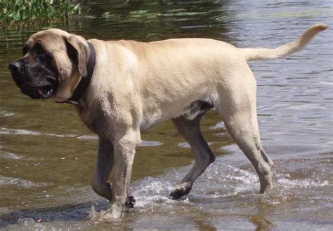 Mastiff - Old English Mastiff - Dog Breed information and images - K9RL