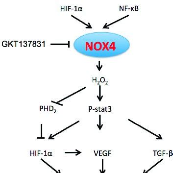 Cross Talk Between Nox And Trx Mediated Ros Signaling It Is