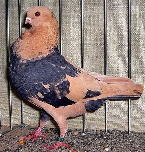 Theyre One Of The Top Flying Pigeon Breeds Able To Stay In Flight For