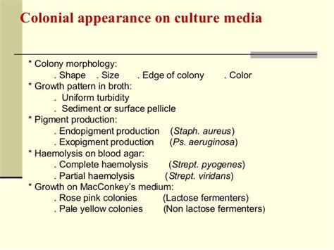 E. Coli Colony Morphology