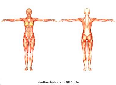 46 Naked Woman Front Real And Back Images Stock Photos Vectors Shutterstock