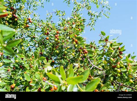 Ziziphus Mauritiana Chinese Date Ber Marmalade Indian Plum Tropical