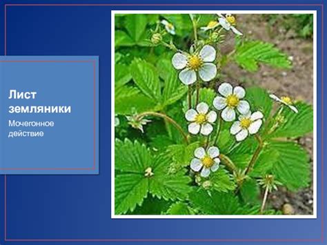 МОЧЕГОННЫЕ СРЕДСТВА. ЛЕКАРСТВЕННЫЕ СРЕДСТВА, СПОСОБСТВУЮЩИЕ ВЫВЕДЕНИЮ ...