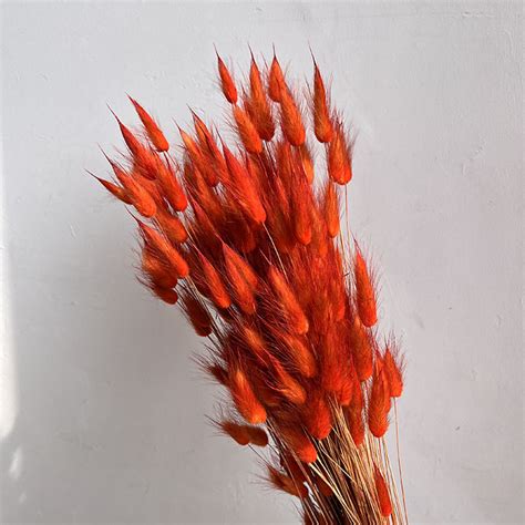 Lagurus Grass Burnt Orange Dried Bunny Tails 100g 50 65cm