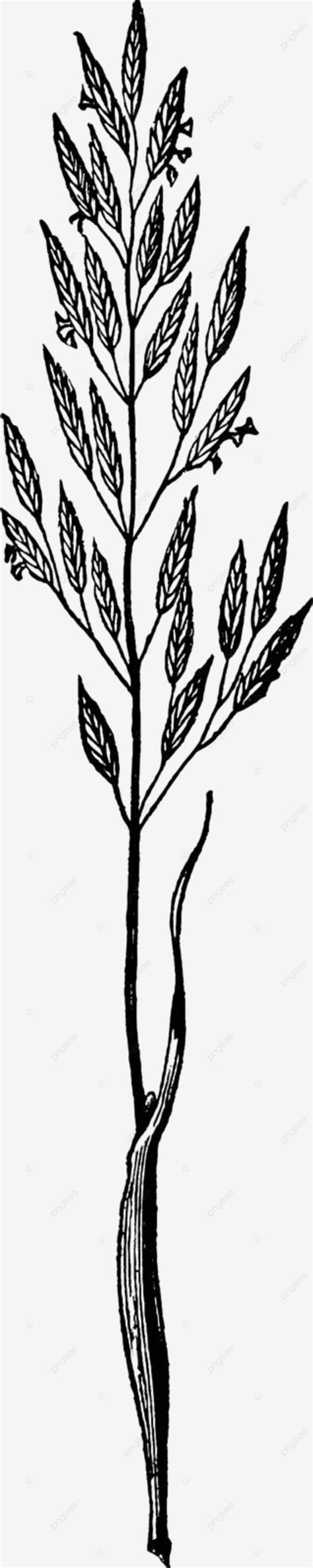 Goose Grass Vintage Illustration Engraved Leaves Blade Vector Engraved Leaves Blade Png And