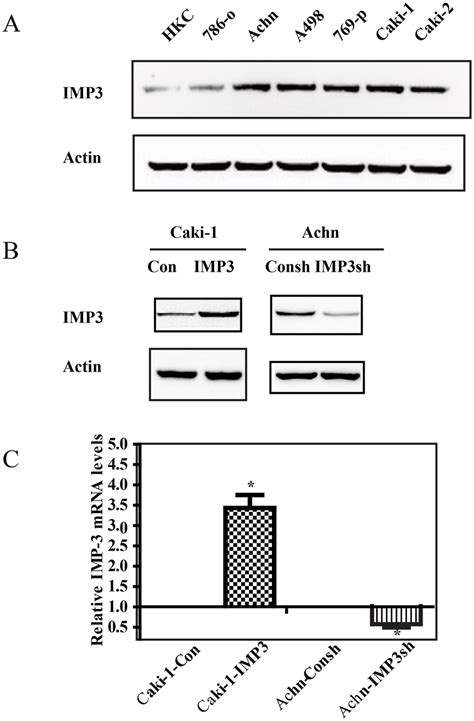 Establishment Of Stable Cell Lines With IMP3 Overexpression Or