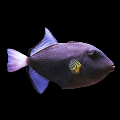 Pinktail Triggerfish Triggerfish Geemarine