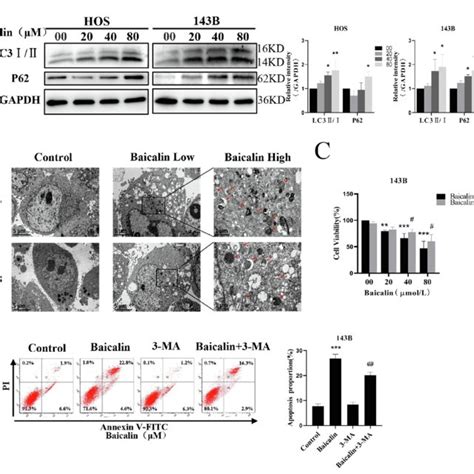 Baicalin Triggers Autophagy In Osteosarcoma Cells A Western Blot