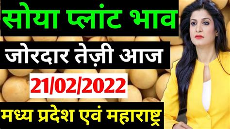 सोयाबीन प्लांट भाव 15 फरवरी 2022 सोया प्लांट भाव Soyabean Bhav