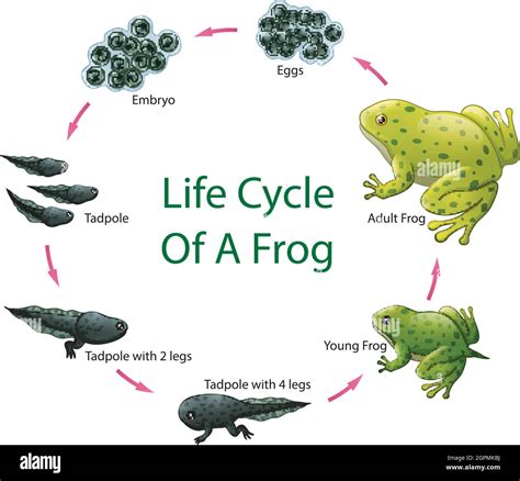 Toad Life Cycle