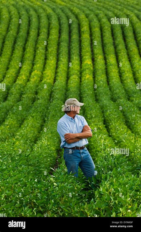 Agriculture A Farmer Stands In His Mid Growth Soybean Field