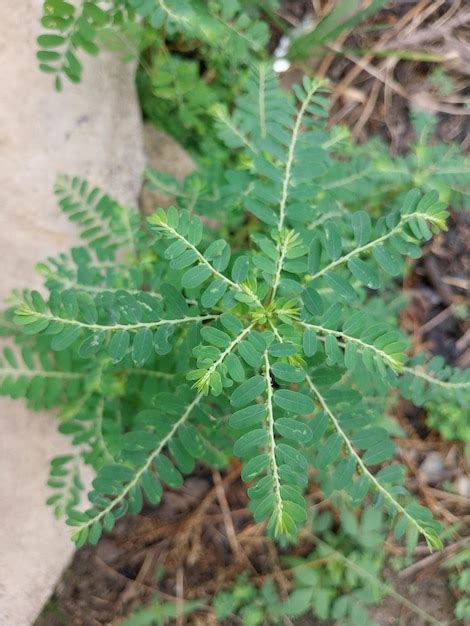 Pepino Phyllanthus Urinaria Una Planta Silvestre Muy Til Para La