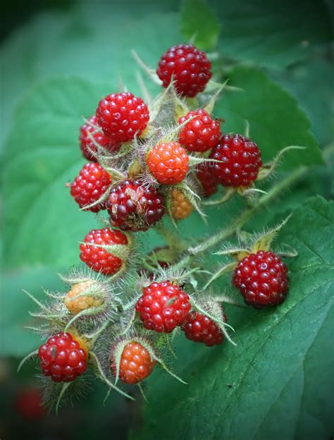 Fotos Gratis Naturaleza Excursionismo Fruta Baya Flor Verano