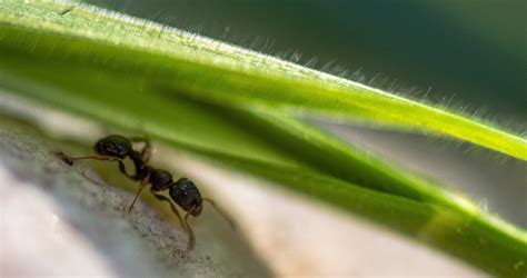 Les Fourmis Esp Ces Sentinelles De Limpact Des Changements Globaux