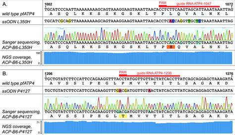 Sequencing Results Sanger And NGS Sequencing Coverage Of Targeted