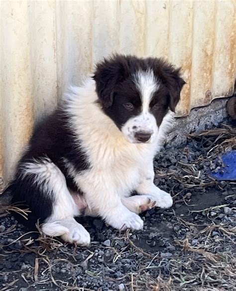 Border Collie Warwick Petsforhomes