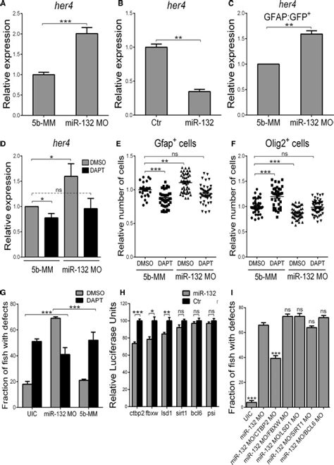 A Self Organizing MiR 132 Ctbp2 Circuit Regulates Bimodal Notch Signals