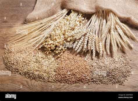 Ripe Ears Of Cereals And Grains Wheat Ears Rye Barley And Oats On