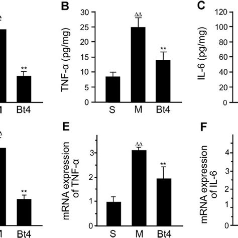 Histological Assessment Of The Effects Of Butyrate On The Acute Gastric