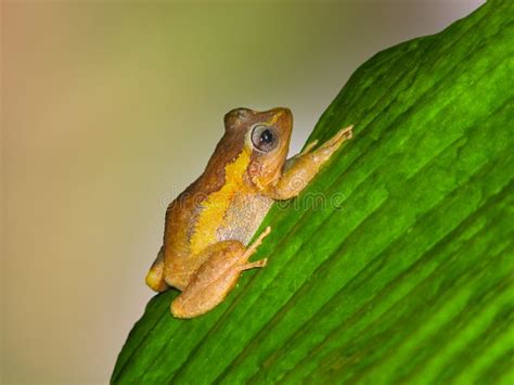 Close Up Of Coqui Frog On A Green Leaf Stock Image Image Of Wildlife