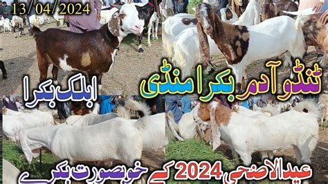 Tando Adam Bakra Mandi Latset Update Today Eid Ul Adha Date