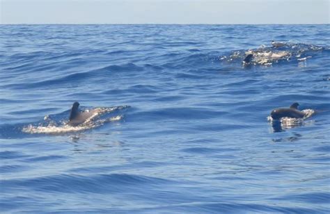 Bootstour Zur Wal Und Delfinbeobachtung In Los Gigantes Teneriffa