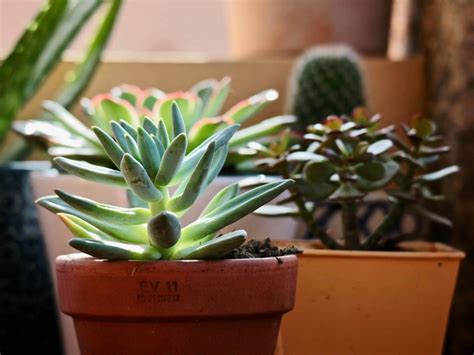 Overwatered Succulent How To Identify Rescue And Revive Florgeous