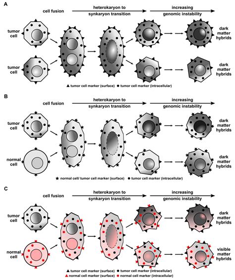 Cells Free Full Text Cell Fusion In Human Cancer The Dark Matter