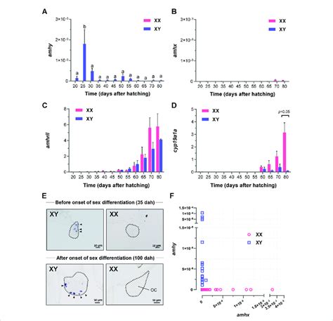 Expression Analysis Of Amhy Amhx Amhrii And Cyp A A Mrna During Sex