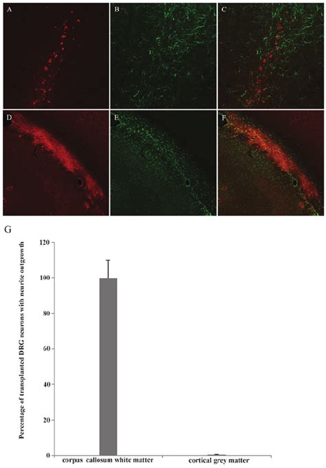 Transplanted Drg Neurons Show Different Neurite Growth Behavior In