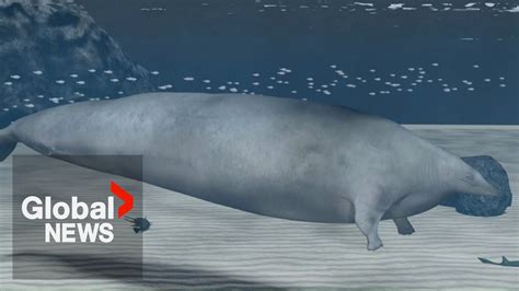 Ancient Whale Discovered In Peru Is Most Massive Animal In Earths