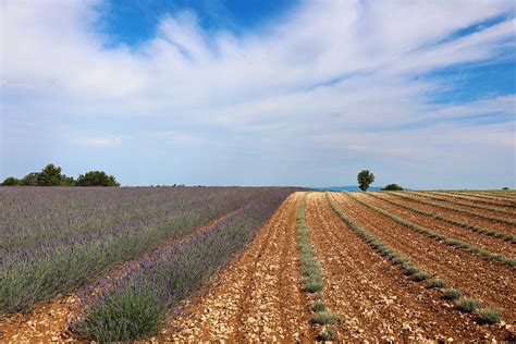 Lavanda Fields Lavanda Fields Near Moustiers Sainte Flickr