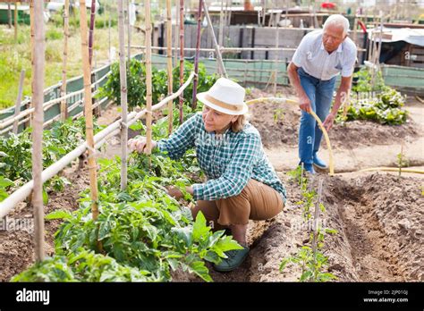 Mature Woman Gardener Working With Tomatoes Bushes Near Trellis Stock Photo Alamy