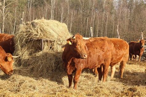 Krowy droższe nawet o 1 10 zł kg Jakie są aktualne ceny bydła w Polsce