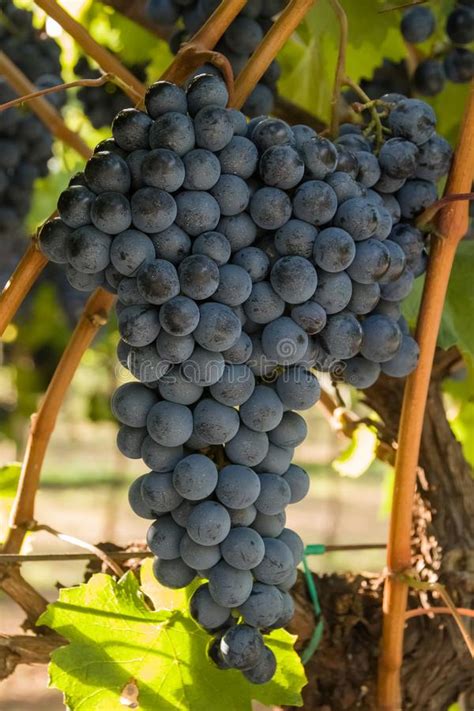 Grupo Das Uvas Brancas Prontas Para A Colheita Foto De Stock Imagem