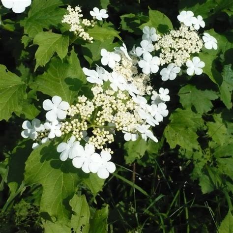 Kalina Koralowa Viburnum Opulus Sadowniczypl