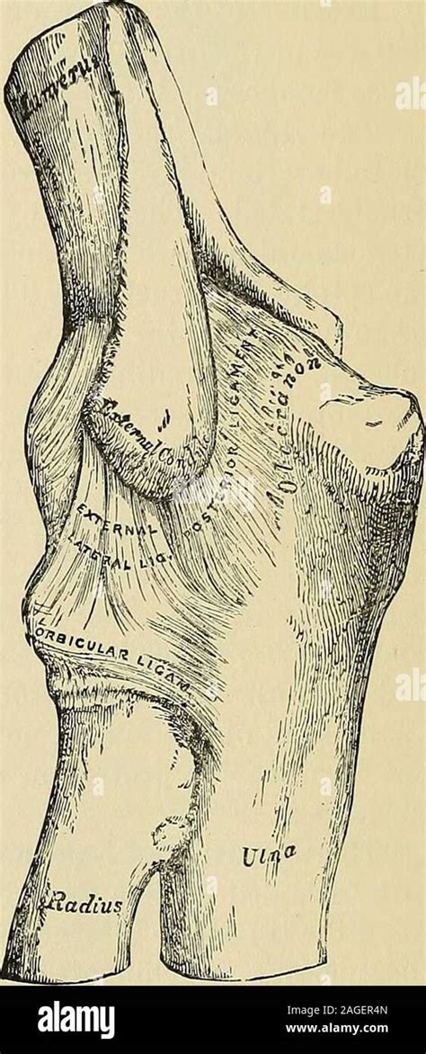 Olecranon Process Hi Res Stock Photography And Images Alamy