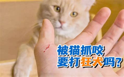 被流浪猫狗咬伤，超过24小时内没打狂犬疫苗无效？被家猫咬伤，需要打狂犬疫苗吗？哔哩哔哩bilibili