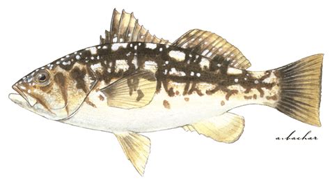 About The Calico Bass Calico Conservation