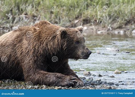 Alaskan Brown Bear Relaxing At Mcneil River Stock Image Image Of