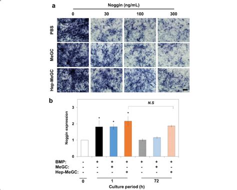 Protection Effect Of BMP 2 From Noggin A ALP Staining Of BMSCs