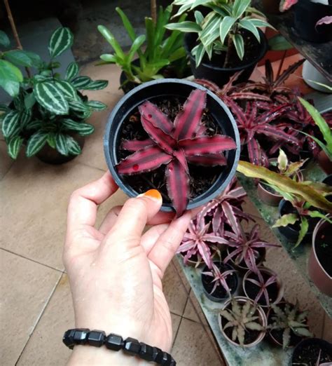 5 Tanaman Hias Daun Merah Yang Ideal Dalam Pot Kecil