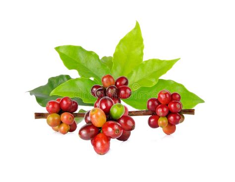 Red Coffee Beans On A Branch Of Coffee Tree Stock Image Image Of