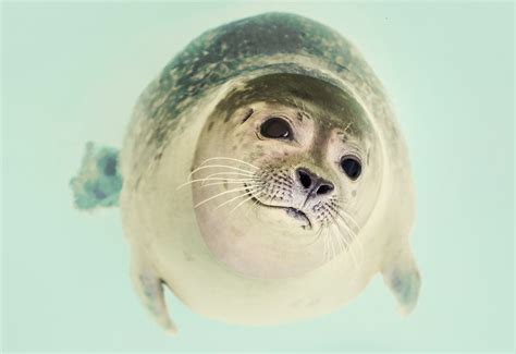 Free photo "Seal close up"